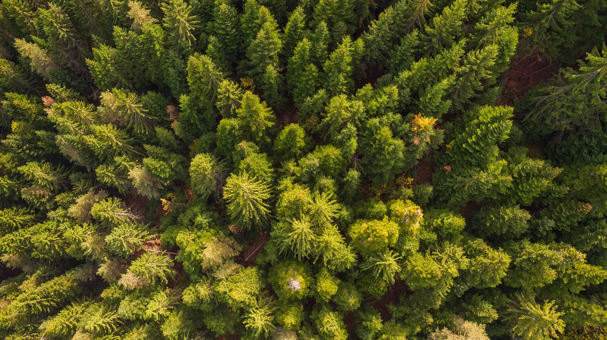 Sustainable Views: Time to Re-Energise Investor Climate Action