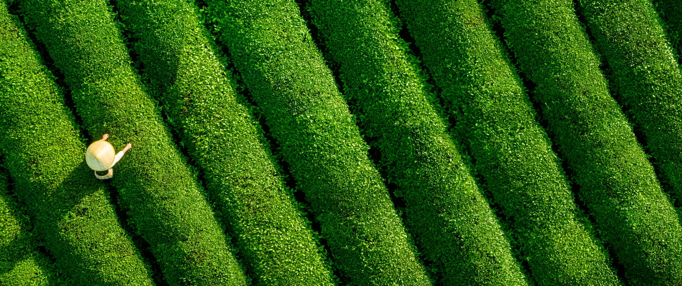 Cambridge Associates Goes Carbon Neutral in Business Operations